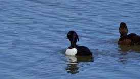 2022-06-11 crezeepolder 136